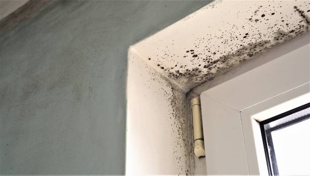 Best Mold Odor Removal Services  in Lake Lifornia, CA