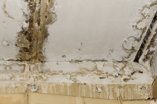 Best Biohazard Mold Removal  in Lake Lifornia, CA