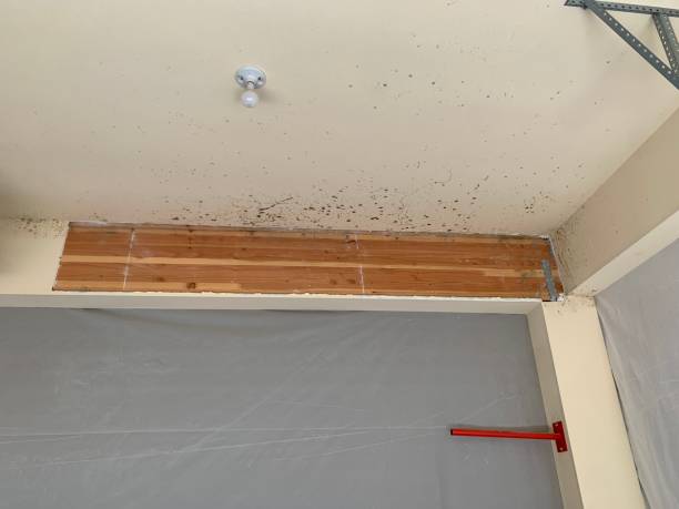 Best Commercial Mold Inspection  in Lake Lifornia, CA