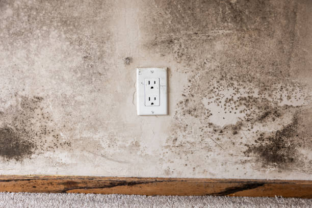 Best Black Mold Removal  in Lake Lifornia, CA